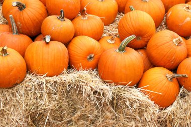 Şükran Günü ve Cadılar Bayramı: saman yığınları üzerinde ve etrafında birden fazla balkabağı. Balkabağı Tarlası.