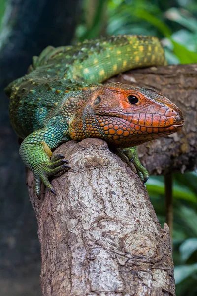 Caiman Lizard Branch Stops Surveil Obstacle — Stock Photo, Image