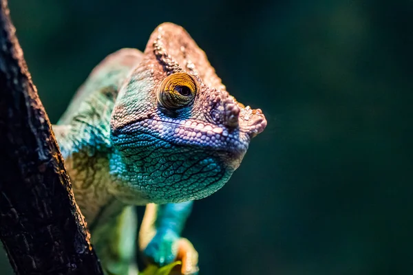 Grön Kameleont Peering Bakom Gren — Stockfoto