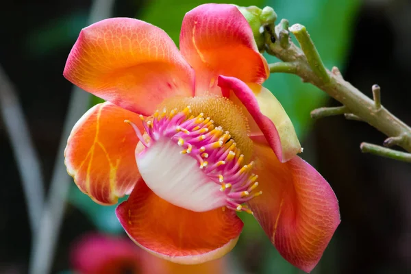 Крупним Планом Одна Квітка Гармати Повному Розквіті Кінці Гілки — стокове фото