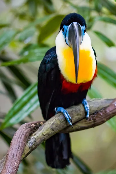 Fechar Canal Faturado Toucan Ramo Imagens Royalty-Free