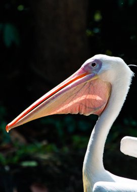 Büyük beyaz pelikan çekimler kadar kapatın