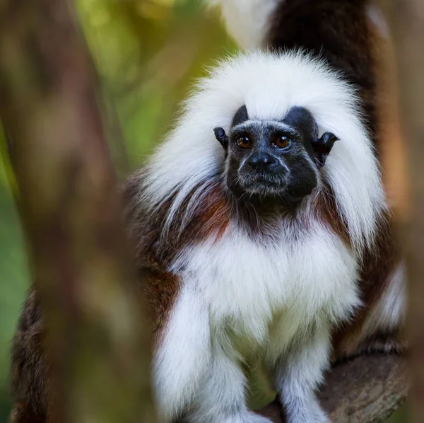 Close Cotton Top Tamarin Olhar Para Fora Por Trás Alguns — Fotografia de Stock