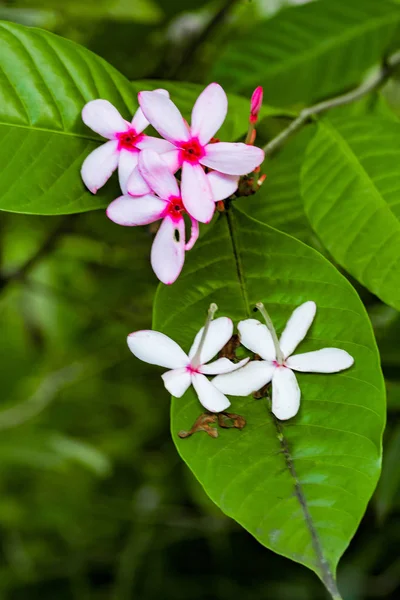 Cycle Vie Une Plante Fleurs Bourgeon Floraison Passant Par Floraison — Photo