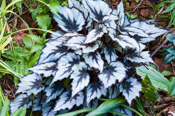 青みがかった緑 液滴の形をしたいくつかの雑草の中で葉を液滴の星形の植物 — ストック写真