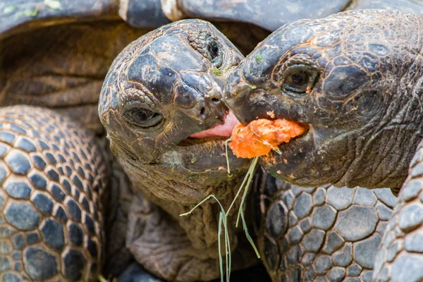 Couple Giant Tortoises Fighting Mouthful Food — Stock Photo, Image