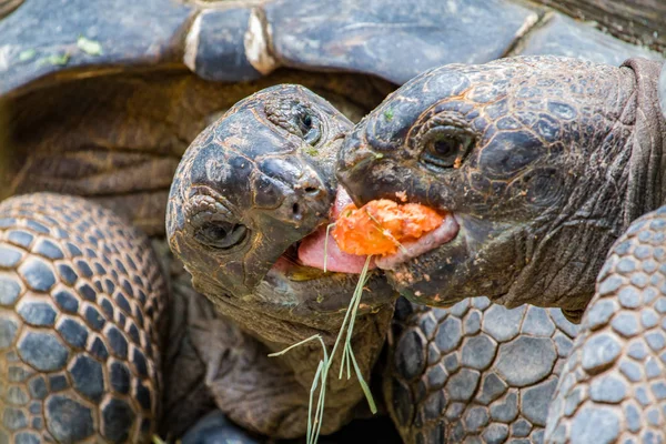 Couple Giant Tortoises Fighting Mouthful Food — Stock Photo, Image