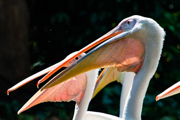 Fechar Fotos Grandes Pelicanos Brancos — Fotografia de Stock