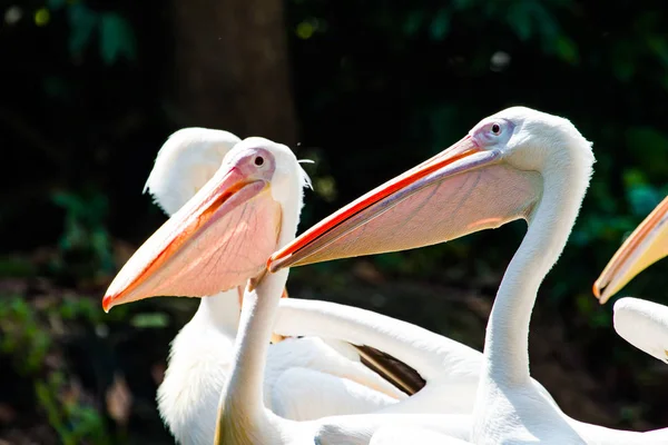 Fechar Fotos Grandes Pelicanos Brancos — Fotografia de Stock