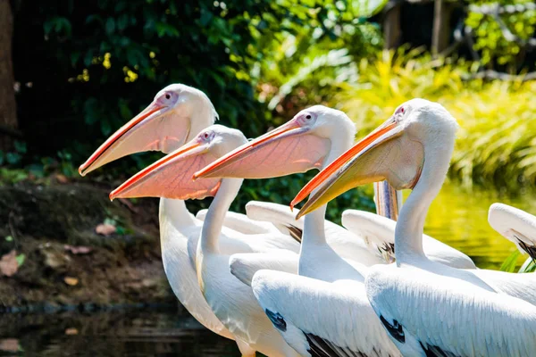 Fechar Fotos Grandes Pelicanos Brancos — Fotografia de Stock