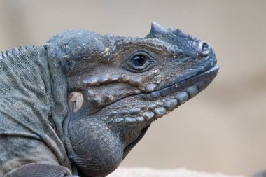 Bir gergedan Iguana Başkanı yakın çekim.
