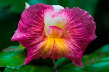 Bir yabani çiçek açan, pembe orkide, yakın çekim.