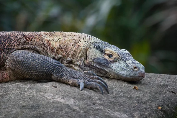 Fechar Dragão Komodo Descansando Uma Pedra — Fotografia de Stock