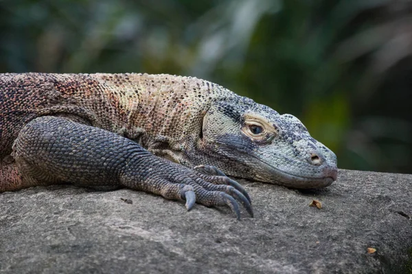 Close Komodo Dragon Resting Boulder — Stock Photo, Image