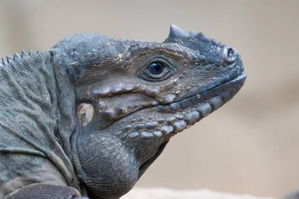 Close Rhino Iguana Head — Stock Photo, Image