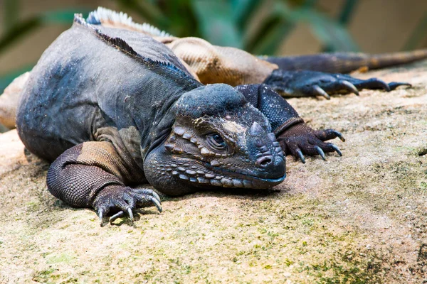 Primer Plano Una Iguana Rhino Descansando Sobre Una Roca —  Fotos de Stock