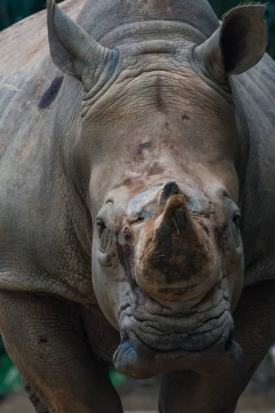 Close Young White Rhino Making Eye Contact — Stock Photo, Image