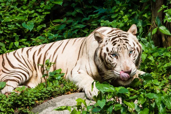 Głodny Biały Tygrys Lizanie Jej Usta Głód — Zdjęcie stockowe