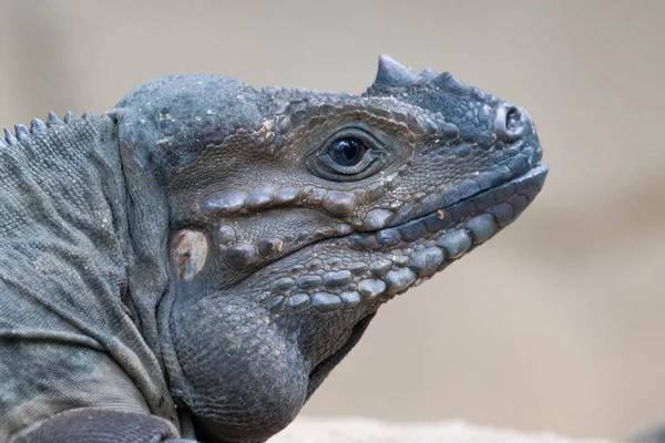 Närbild Rhino Iguanas Huvud Stockbild