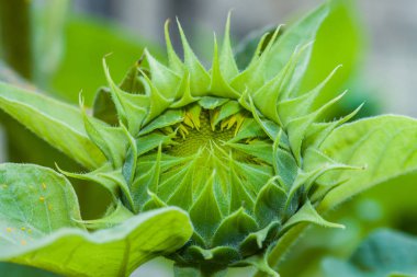 Yaklaşık çiçeklenmeye ayçiçeği bir tomurcuğu yakın çekim