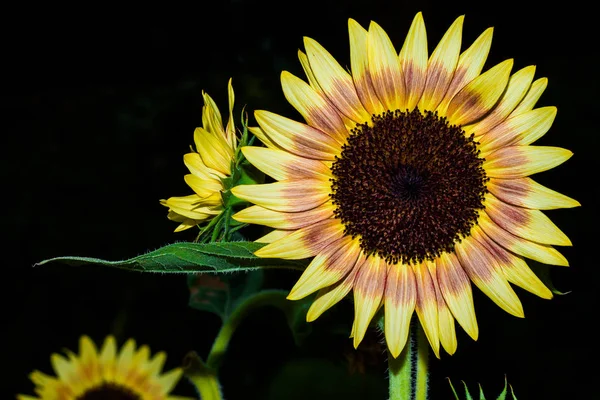 Close Colorful Sunflower — Stock Photo, Image