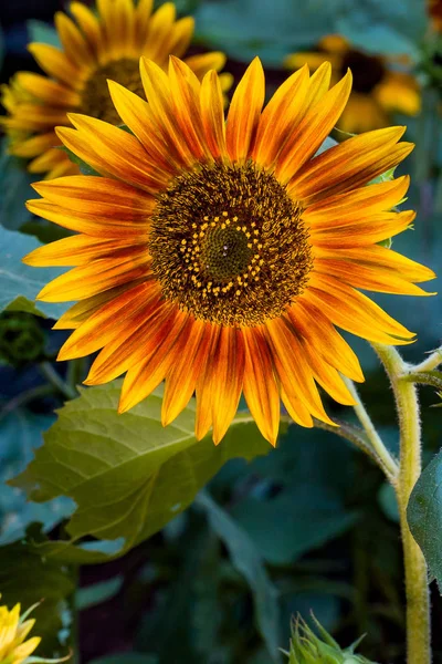 Close Colorful Sunflower — Stock Photo, Image