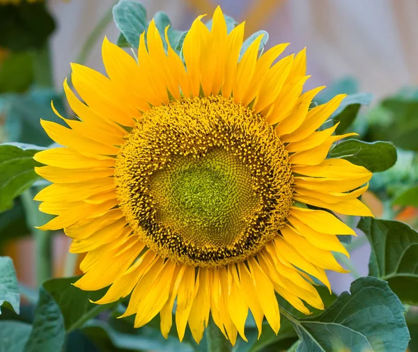 Close Colorful Sunflower — Stock Photo, Image