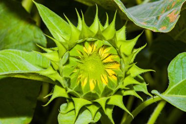 Ayçiçeği bir bahçe içinde filizlenen bir yeşil yakın çekim