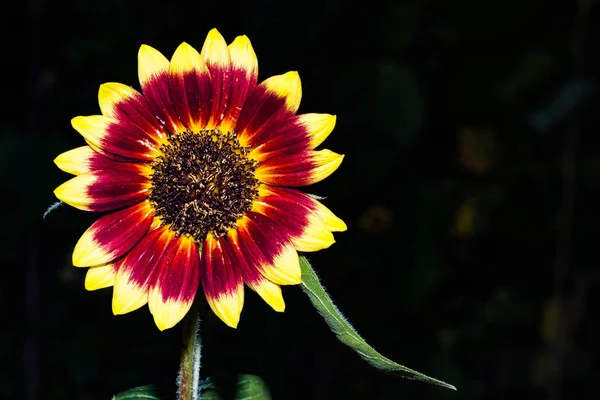 Närbild Solo Färgglada Solros Trädgård — Stockfoto