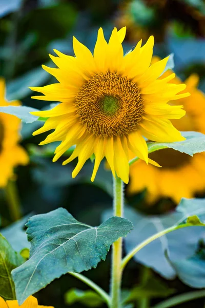 Close Solo Colorful Sunflower Garden — Stock Photo, Image