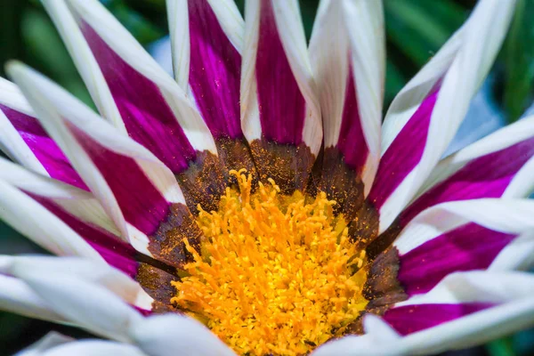 Primer Plano Coloridas Flores Silvestres Plena Floración — Foto de Stock