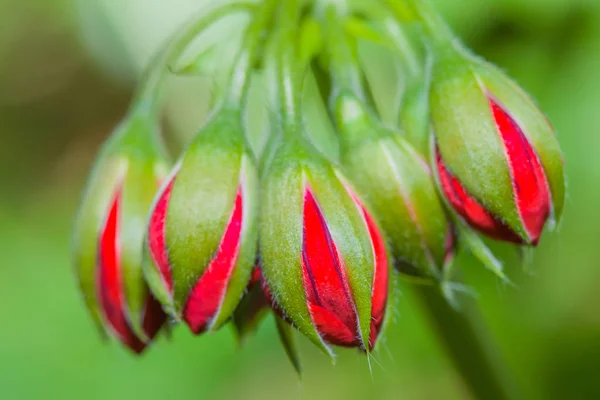 グリーンの花びらに包まれて赤い花のつぼみのクラスター — ストック写真