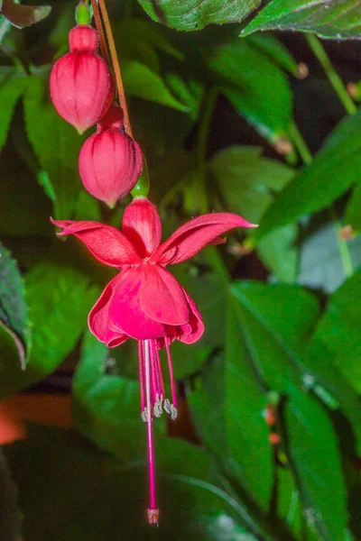 Fuschia Rózsaszín Vad Meg Lóg Növény — Stock Fotó