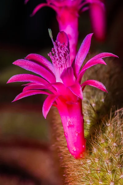 Close Red Pink Cactus Flower Blooming — Stock Photo, Image