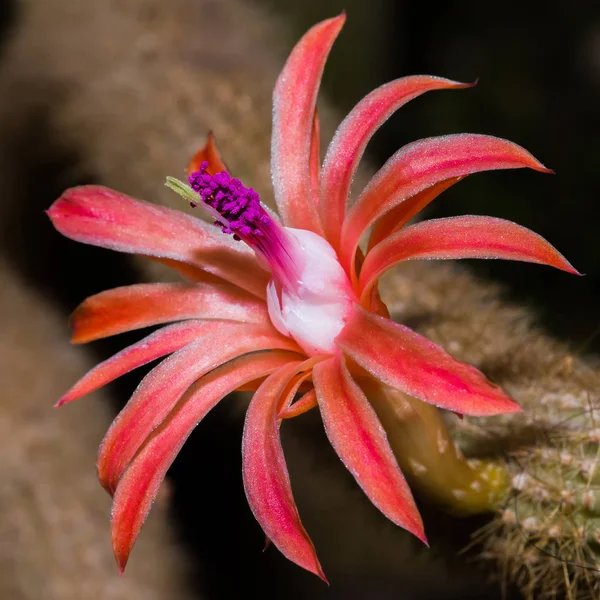 Close Red Purple Cactus Flower Blooming — Stock Photo, Image