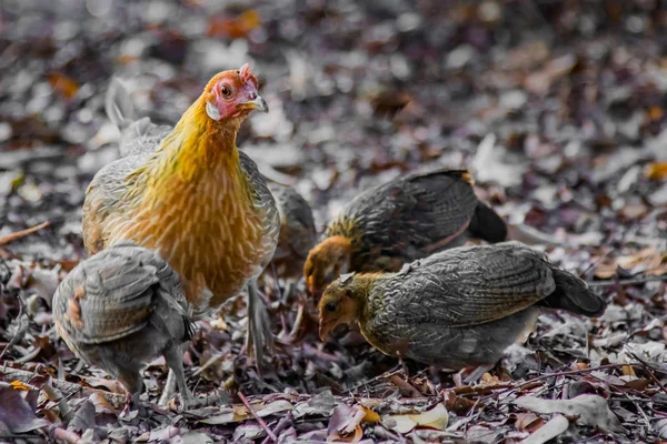 Une Poule Sauvage Avec Ses Poussins Recherche Nourriture Dans Forêt — Photo