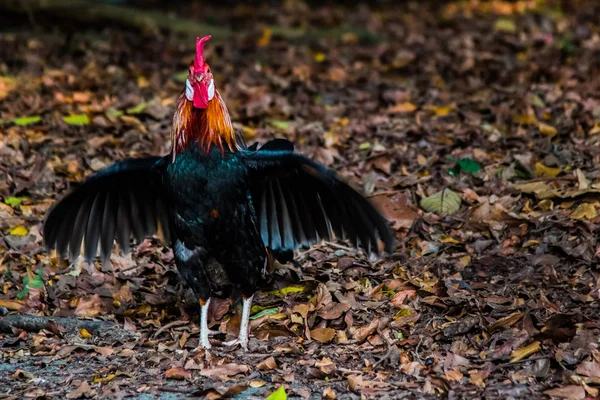 Primer Plano Gallo Salvaje Alimentándose Bosque —  Fotos de Stock