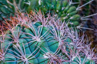 Dikenleri kümeleri ve iğneler bir kaktüs kapat