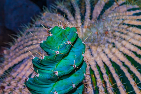 Close Clusters Spines Needles Cactus — Stock Photo, Image
