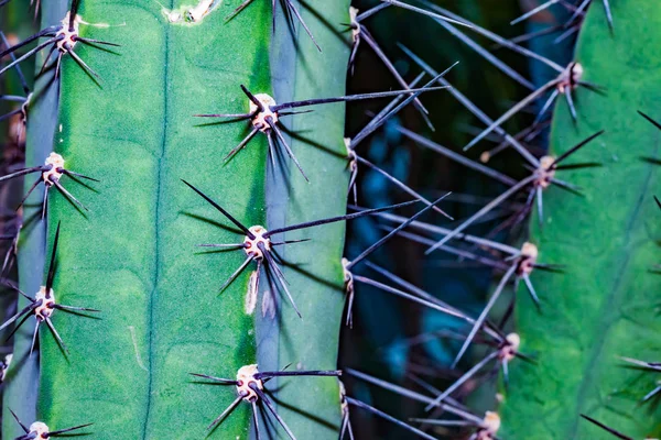 Close Clusters Spines Needles Cactus — Stock Photo, Image