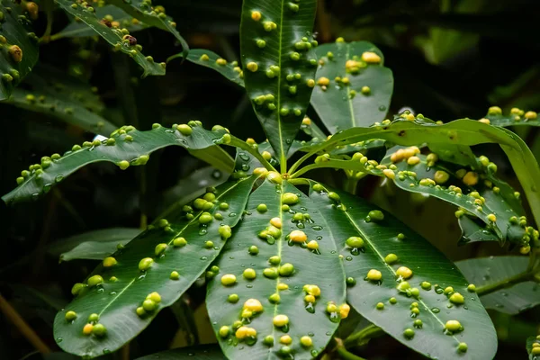 Sarı Yeşil Galls Kaplı Ağaç Yaprak Yakın Çekim Telifsiz Stok Fotoğraflar