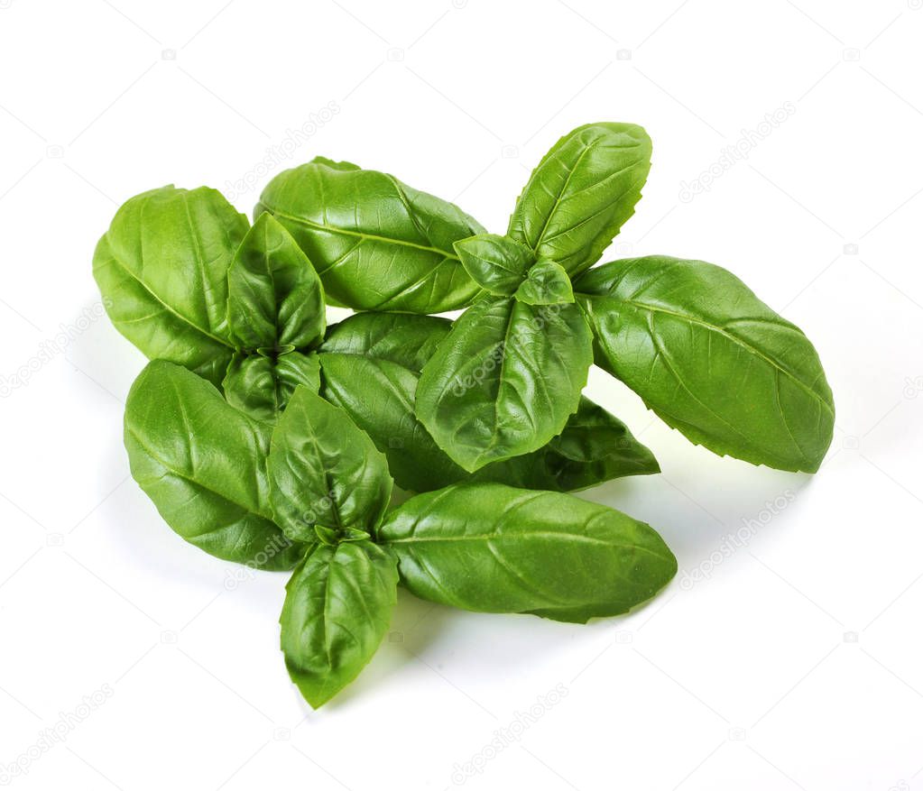 sweet basil herb leaves isolated on white background. Genovese basil leaf.