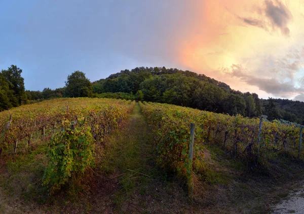 Campagne Traditionnelle Paysages Belle Toscane Vignobles Italie Vignobles Toscane Région — Photo