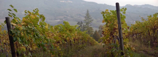Campagne Traditionnelle Paysages Belle Toscane Vignobles Italie Vignobles Toscane Région — Photo