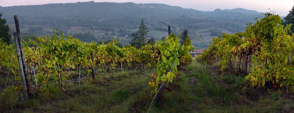 Campagne Traditionnelle Paysages Belle Toscane Vignobles Italie Vignobles Toscane Région — Photo