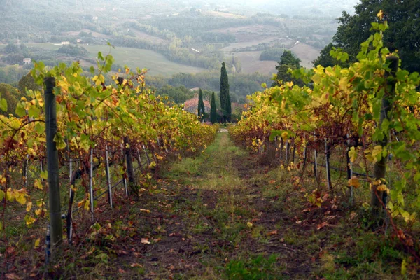 Traditionella Landsbygden Och Landskap Vackra Toscana Vingårdar Italien Vingårdarna Toscana — Stockfoto