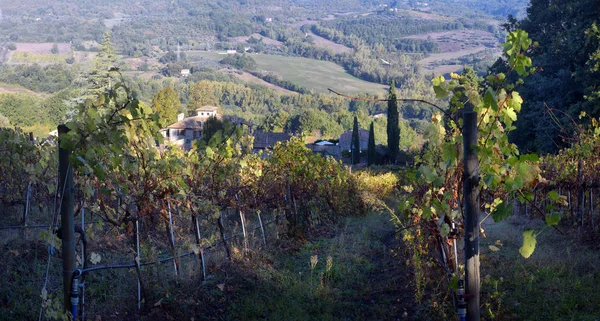 Campagne Traditionnelle Paysages Belle Toscane Vignobles Italie Vignobles Toscane Région — Photo