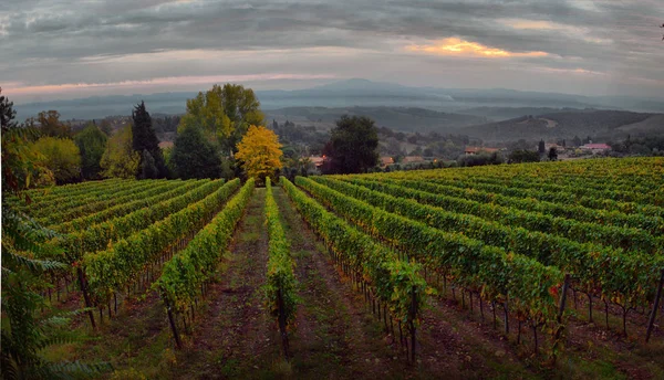 Traditionella Landsbygden Och Landskap Vackra Toscana Vingårdar Italien Vingårdarna Toscana — Stockfoto