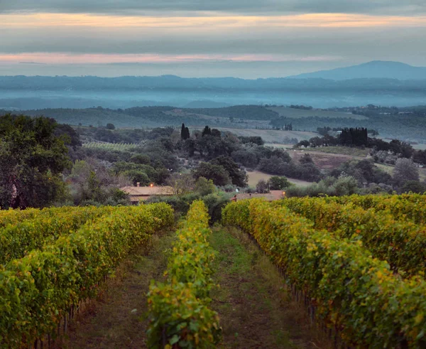 Campagne Traditionnelle Paysages Belle Toscane Vignobles Italie Vignobles Toscane Région — Photo