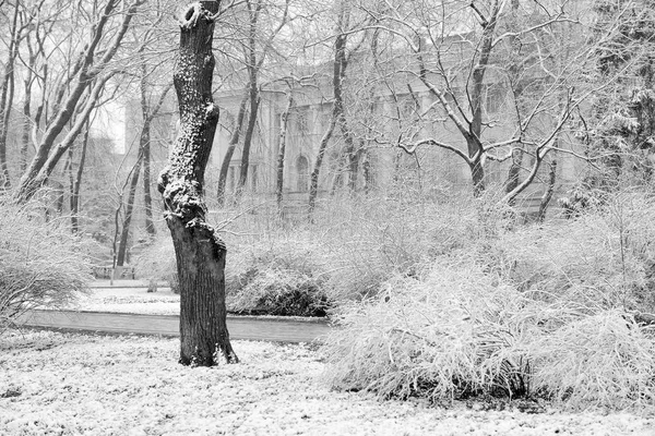 冬季风景 雪片飘落 长椅上覆盖着霜冻的公园 冬天的树木和街上的灯笼 冬季雪景景观 — 图库照片